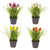Potted Tulips And Grass 4 Assorted