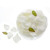 Rose Petals White Green