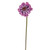 Rudbeckia Stem Purple 63Cm