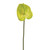 Anthurium Stem Lime