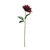Glamis Single Dahlia With 2 Leaves Burgundy(61Cm)