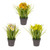 Potted Daffodils And Grass 3 Assorted