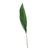 Aspidistra Leaf Green Ex Large