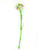 Sweet William White 43Cm