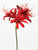 Nerine Red 70Cm