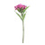 Real Garden Dianthus Pink