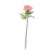 Peony Peach Single Stem