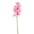 Tintagel Cymbidium Orchid Pink