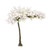 Blossom Tree Cream 3.2M