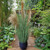 Pampas Potted 5 Heads 118Cm