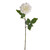 SORBET DAHLIA STEM CREAM 60CM