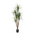 Dracena Marginita Tree 4'