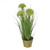 Crysanthemum And Grass Green With Pot 46cm