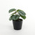 Plant house Calathea 13cm potted 