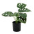 Plant house monstera 40cm potted 
