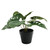 Plant House Monstera 30cm potted 