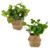 Potted Greenery In Basket 2Ast