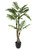 Plant House Palm 130cm potted 