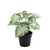 Plant House Begonia 22cm potted  