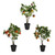 Fruit Tree Mini 3Ast 50Cm