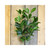 Shikiba Spray X 6 With 90 Leaves 28"