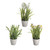 Potted Spring Bulbs 3Ast 20Cm