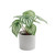 Plant House Calathea 20cm potted 