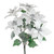 Poinsettia Bush White 48Cm