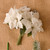 Poinsettia Bundle White 27 cm