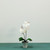 Aragon Medium Phalaenopsis Orchid-White in Ceramic Pot-2 stems H40cm(1/12)