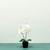 Aragon Phalaenopsis Orchid-White in Ceramic Pot-2 stems H40cm(1/12)