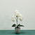 Aragon Medium Phalaenopsis Orchid-White in Ceramic Pot -1 stem H52cm(1/12)