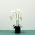 Aragon Phalaenopsis Orchid-White in Ceramic Pot-3 stems H62cm(1/12)