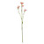 Belemcanda Chinensis Spray - Light Pink - 60cm