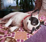 Floor Cloths for your pets and home