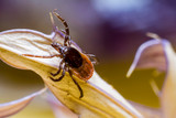 Keeping Bugs Away