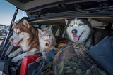 Car Trips and Your Pet