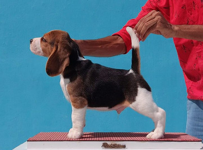 Do you have one of the most popular dog breeds in the United States?