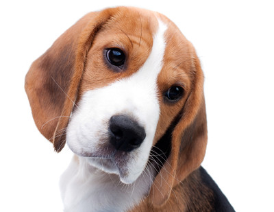 You think you want a Beagle?