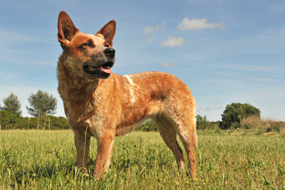 Farm Dogs