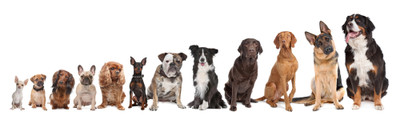 What group is my dog in?