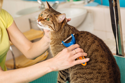 Spring Shedding and ways to handle it