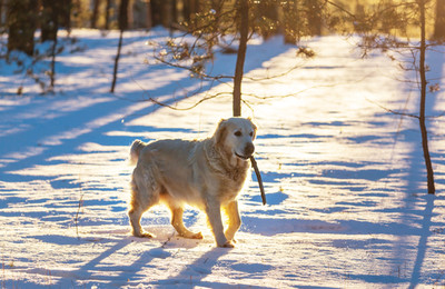Taking care of your dog’s paws in the cold weather