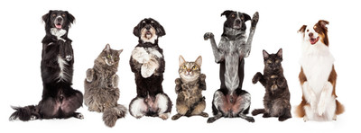 8 Reasons why pets are good for our health.