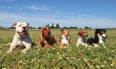 Another Month in Lockdown - Word Jumble for you and Bug Protection for Your Pet