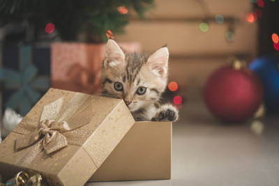 A Holiday Miracle