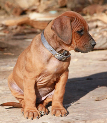Collar or Harness?