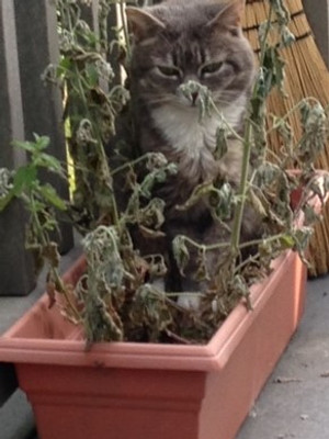 What is the deal with Cat Nip anyway?