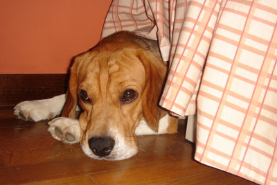 Keeping Your Dog Safe during Fireworks