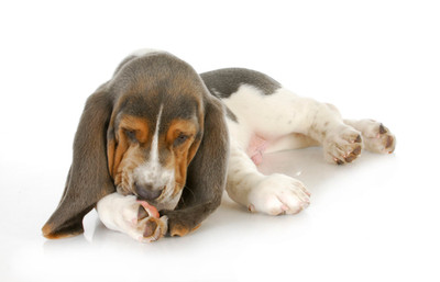Skin Allergies and Remedies